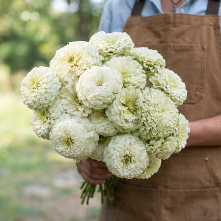 Benary's Giant White, Zinnia Seeds - Packet image number null